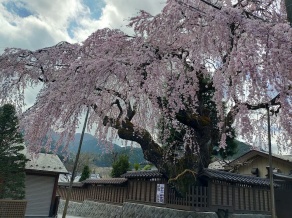 高田家の枝垂桜