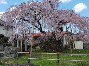 御幸町の枝垂桜
