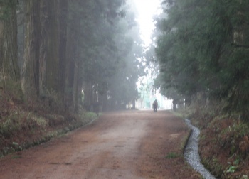 朝霧の杉並木街道４月