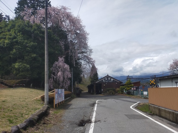 宇都宮赤門慈光寺の桜3月29日 宇都宮赤門慈光寺の桜3月29日