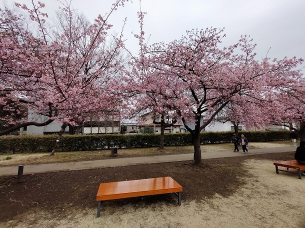 宇都宮城址公園の河津桜
