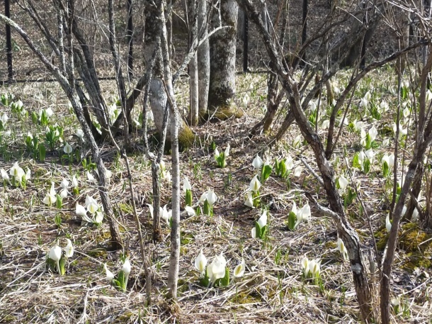 日光市土呂部水芭蕉'.4月19日 日光市土呂部水芭蕉'.4月19日