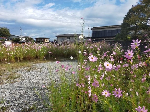 日光市内にて秋桜