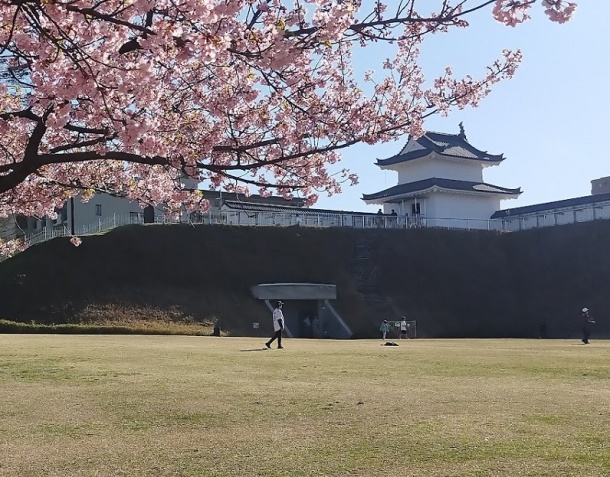 宇都宮城址公園の河津桜3月19日 宇都宮城址公園の河津桜3月19日