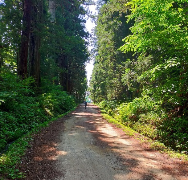 杉並木鑑賞道路6月29日 杉並木鑑賞道路6月29日