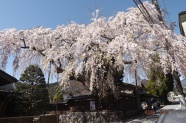 高田家の枝垂桜