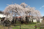 岸野家のしだれ桜