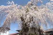 虚空尊の枝垂桜