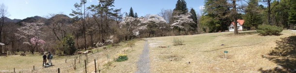 日光植物園の桜