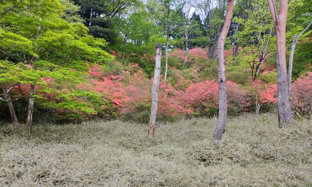霧降高原山つつじ８．５．４