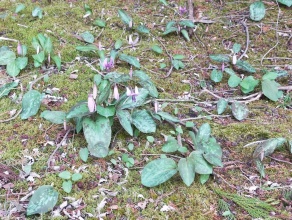 26-03.29日光杉並木公園カタクリ開花