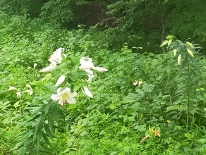 やまゆり（だいや川公園）