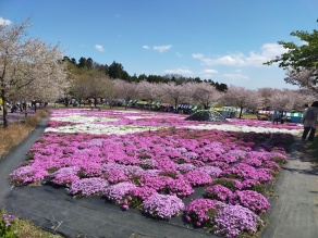 赤城南面千本桜公園の芝桜