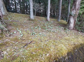 杉並木公園カタクリ群生