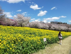 赤城南面千本桜（群馬県）