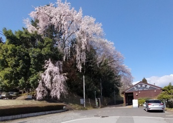 上今市駅のしだれ桜（7・４・１２)