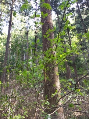 山椒（5年４月22日）