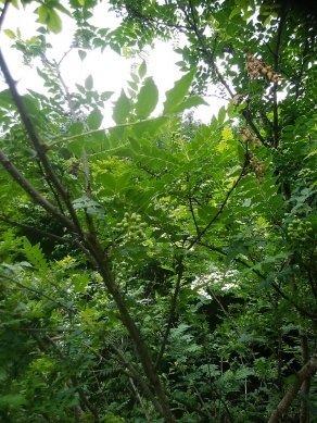 山椒の実