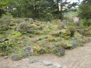 高山植物