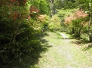 山つつじ