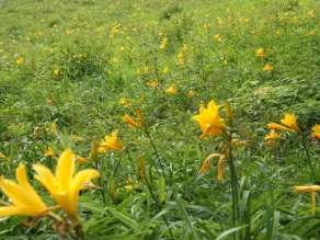 7月１２日撮影