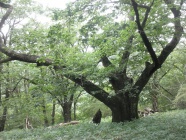 登山道のぶなの大木