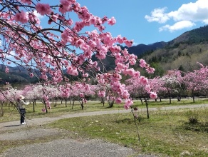 神戸駅にて春（川沿い）