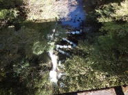 花小橋魚道（橋下にて）