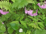 さくら草