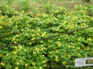 ヤマブキ草