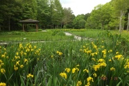 水生植物池(これだけ25年5月28日です）