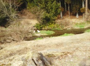きれいな湧水の川が流れています
