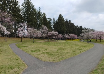 蝶の丘の枝垂れ桜