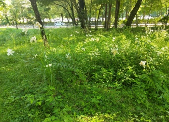 ヤマユリが開花（7月）