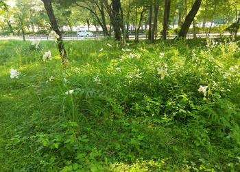 ヤマユリが開花（7月）