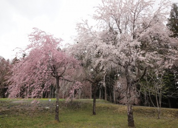 しだれ桜・蝶の丘