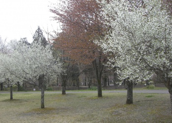 そよ風の丘の桜