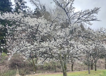 園芸品種ウミネコという名前です。